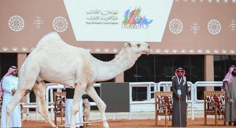 انطلاق مهرجان الملك عبدالعزيز للإبل والجوائز