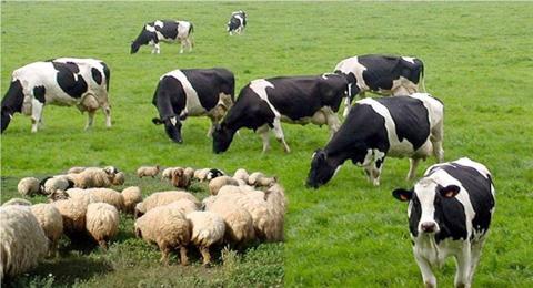 الزراعة توضح مبلغ دعم مربي الماشية بالسعودية