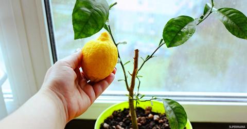 فكره بمليون جنيه… ازرعي الليمون من البذور